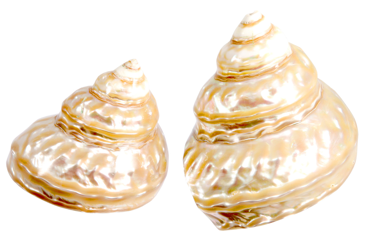 Turbanschnecke mittel
